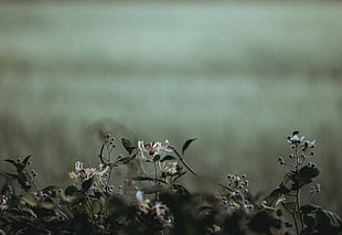 white petaled flowers, Flowers, Plants, Petals