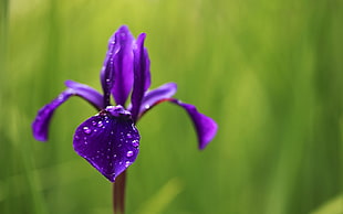 closeup photo of purple petaled flower