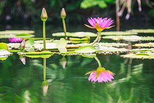 pink water lily HD wallpaper