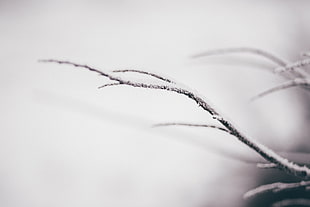 tree, branch, snow, winter HD wallpaper