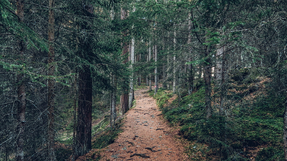 green leafed pine trees, nature, road, trees HD wallpaper