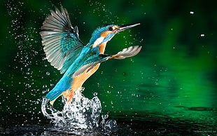 River Kingfisher HD wallpaper