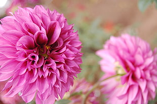 selective focus photo of pink Dahlia flower