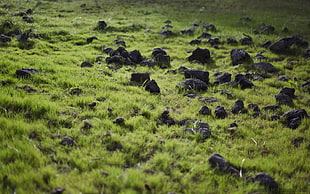 rocks on green grass field