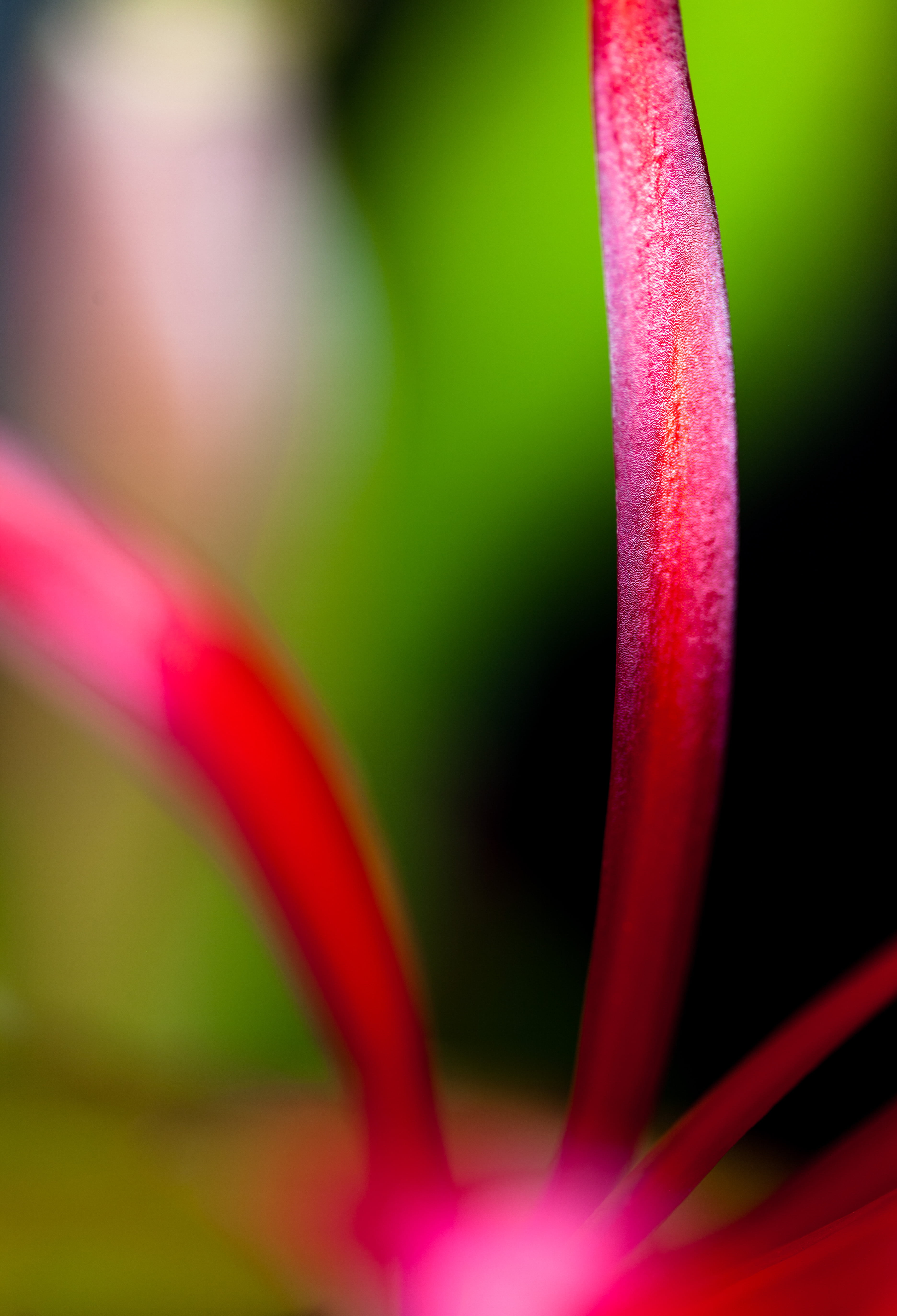 red flower photo