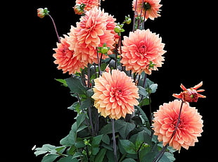 four Chrysanthemum flowers