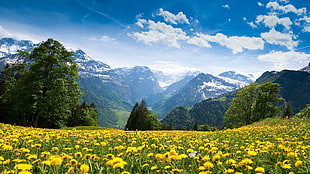 dandelion flower field, mountains HD wallpaper