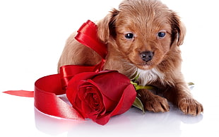 brown short coated dog with red rose