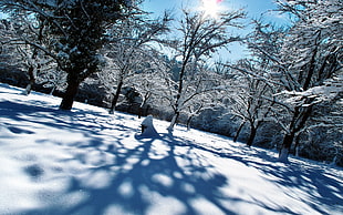 Winter,  Snow,  Trees,  Shadows HD wallpaper