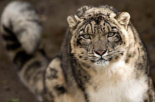 selective focus photography of cheetah