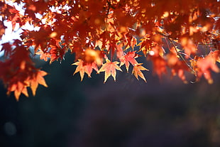 brown Maple leaves in closeup photo HD wallpaper