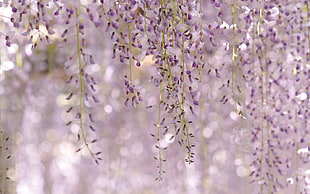 purple Wisterias selective focus photo HD wallpaper