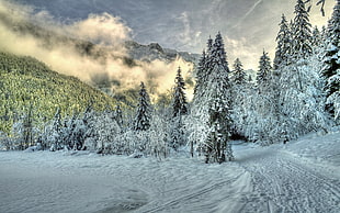 trees covered with snow during daytime