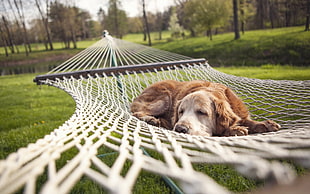 adult Golden Retriever dog lying on white hammock HD wallpaper