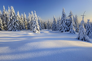 white snowfield, forest, trees, snow HD wallpaper