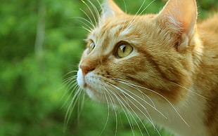 closeup photo of orange tabby cat HD wallpaper
