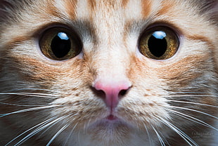 orange tabby cat, cat, animals, closeup, eyes HD wallpaper