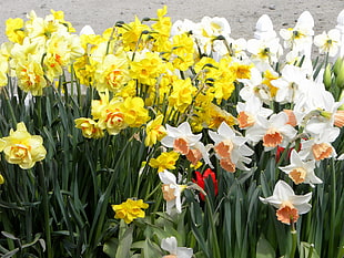 photography of yellow and white flowers