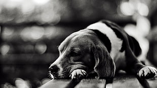 grayscale photo of Basset Hound close-up photo