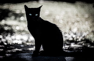black cat clip art, eyes, dark, animals, cat HD wallpaper