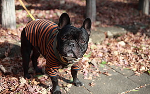 short-coat black puppy with orange and black stripe shirt HD wallpaper