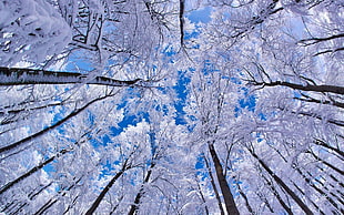 white leaf trees low-high photography HD wallpaper