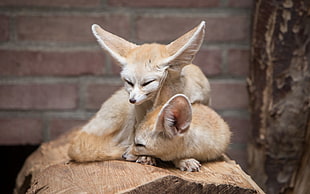 two orange fox, animals, fennec, fox