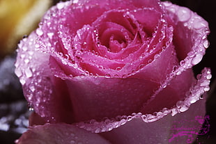 photo of pink Rose flower with morning dew HD wallpaper