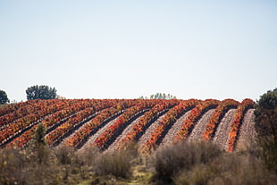 vineyard during daytime