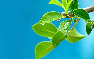 green leafed plant, leaves, water drops, plants, blue background HD wallpaper