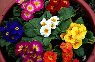 multicolored flower lot HD wallpaper