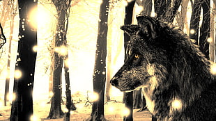 grey wolf digital wallpaper, wolf HD wallpaper