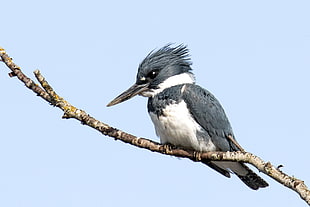 gray and white bird during daytime, belted kingfisher HD wallpaper
