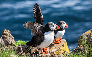 two puffin birds, nature, landscape, birds, puffins