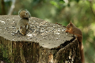 two brown squirrels on chopped tree, dodd HD wallpaper