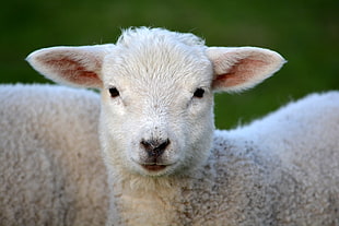 animal photography of white lamb HD wallpaper