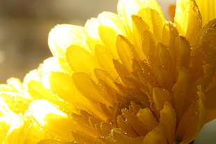 closeup photography of yellow petaled flower HD wallpaper