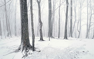 snow field with bareless tree forest