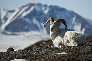 white ram on ground sitting, dall sheep HD wallpaper