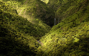 green mountains, landscape, nature, mountains, forest