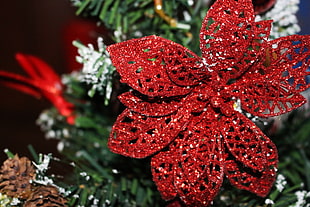 closeup photo of red Christmas tree flower HD wallpaper