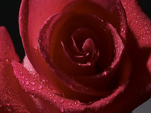 macro photography of dewdrops on red Rose flower HD wallpaper