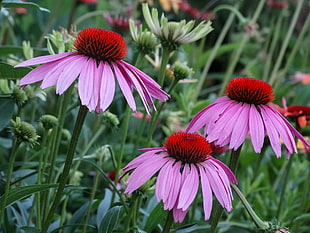 close-up photo of three purple petaled flowers