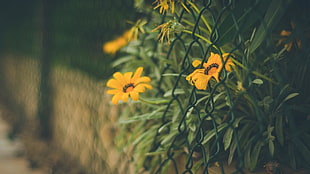 yellow and red petaled flower, depth of field, flowers, fence, yellow flowers HD wallpaper