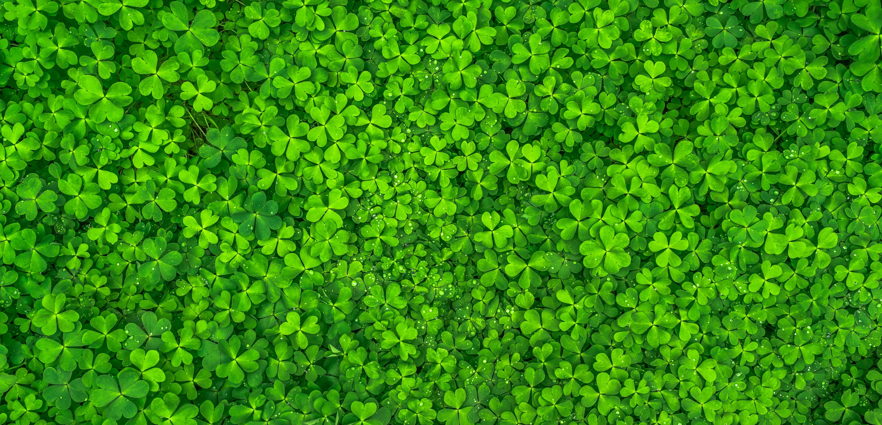 green clover plant