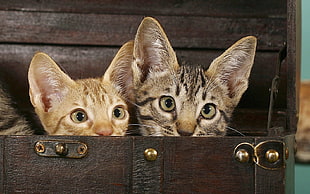 two cats on brown wooden box HD wallpaper