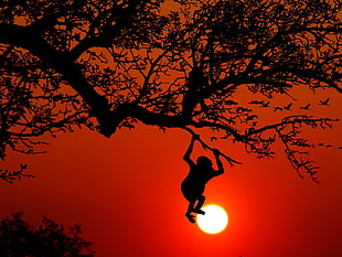 silhouette photography HD wallpaper