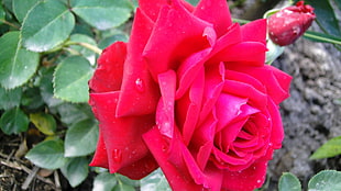 red rose flower during daytime HD wallpaper