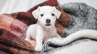 short-coated white puppy, dog, baby animals, puppies, animals