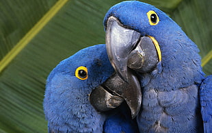 two blue parrots, macaws, animals, nature, parrot HD wallpaper